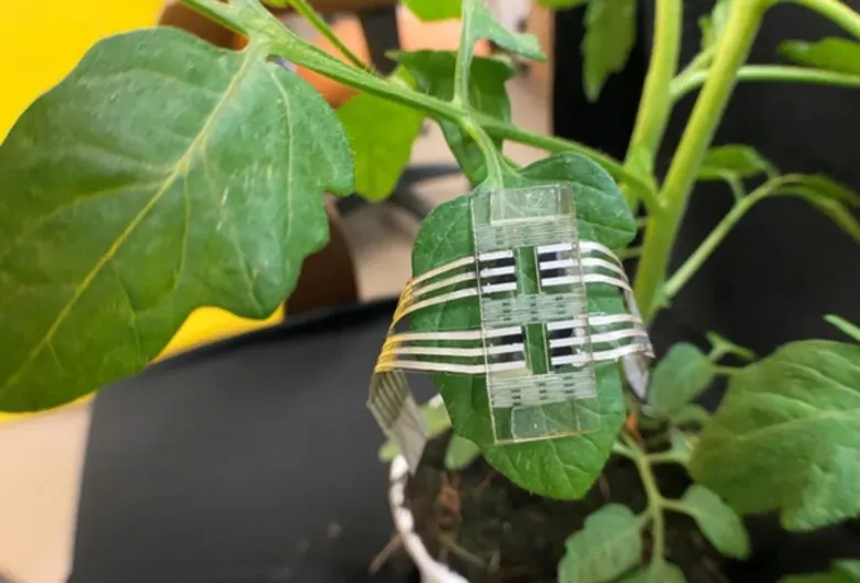 wearable plant sensor