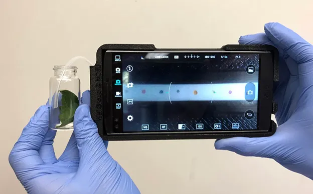 the handheld technology allows farmers to identify plant diseases in the field. photo credit: Zheng Li, NC State University