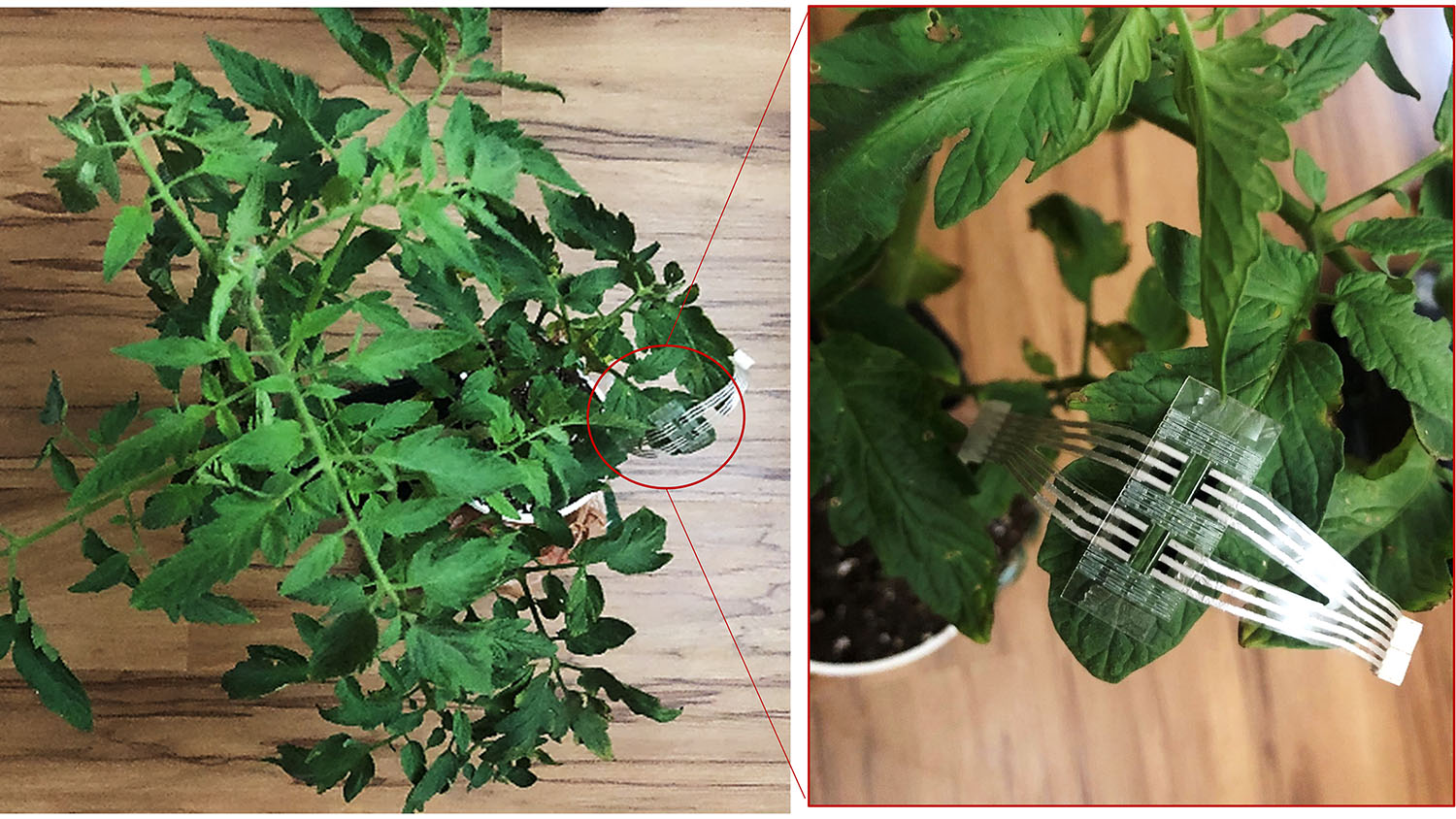 tomato plant with an electronic patch on one leaf