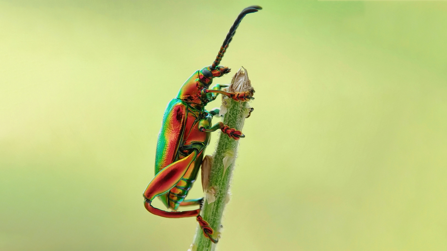 Jewel bettle on a branch