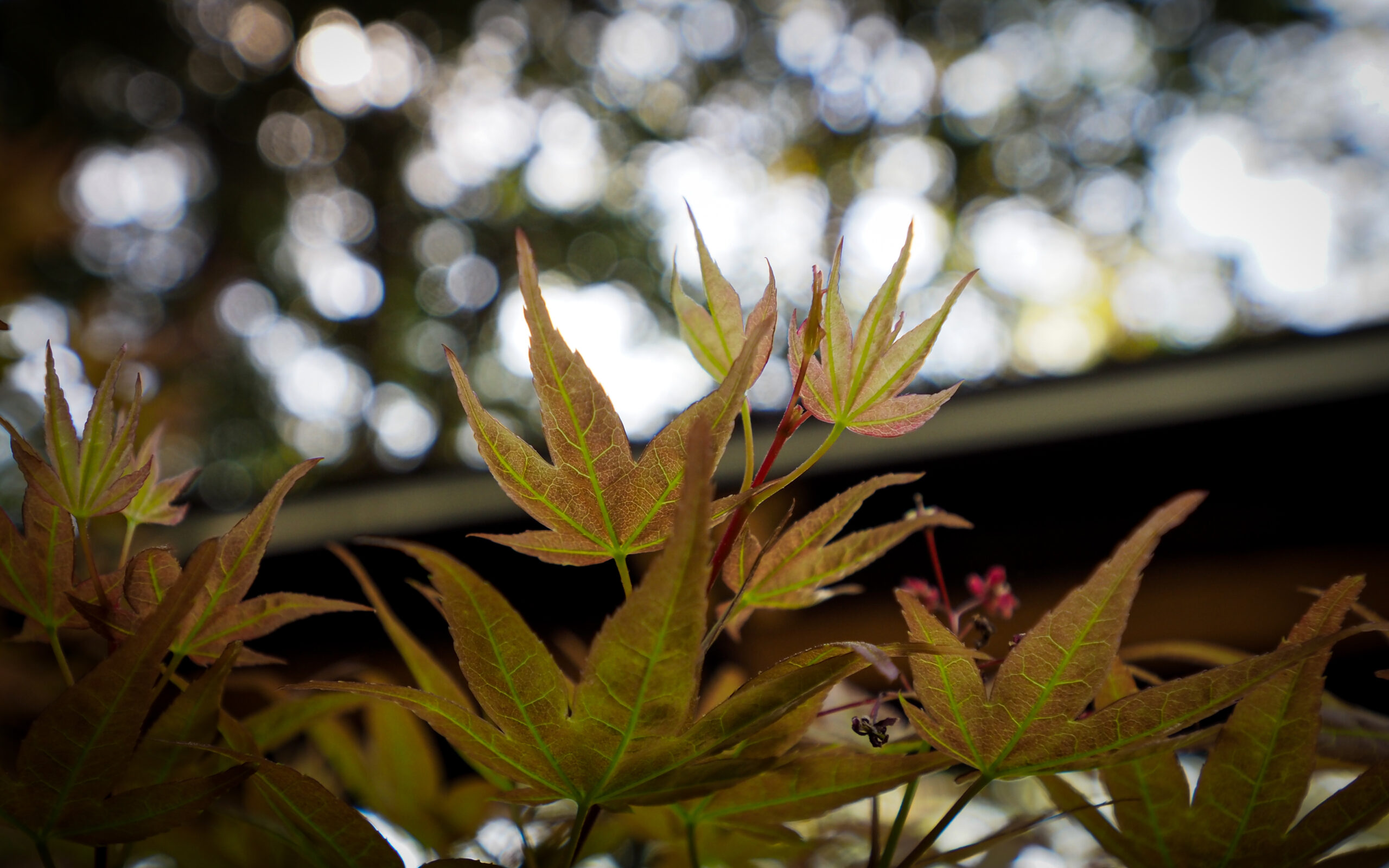 The JC Raulston Arboretum is a nationally acclaimed garden with one of the largest and most diverse collections of landscape plants adapted for landscape use in the Southeast.