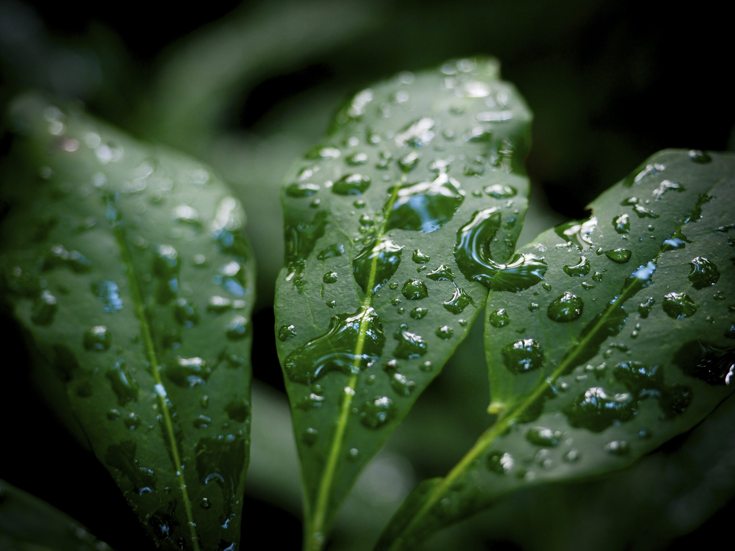 Drops of rain are frozen for a moment on a green leafy plant in the Lake Raleigh Woods. Photo by Marc Hall