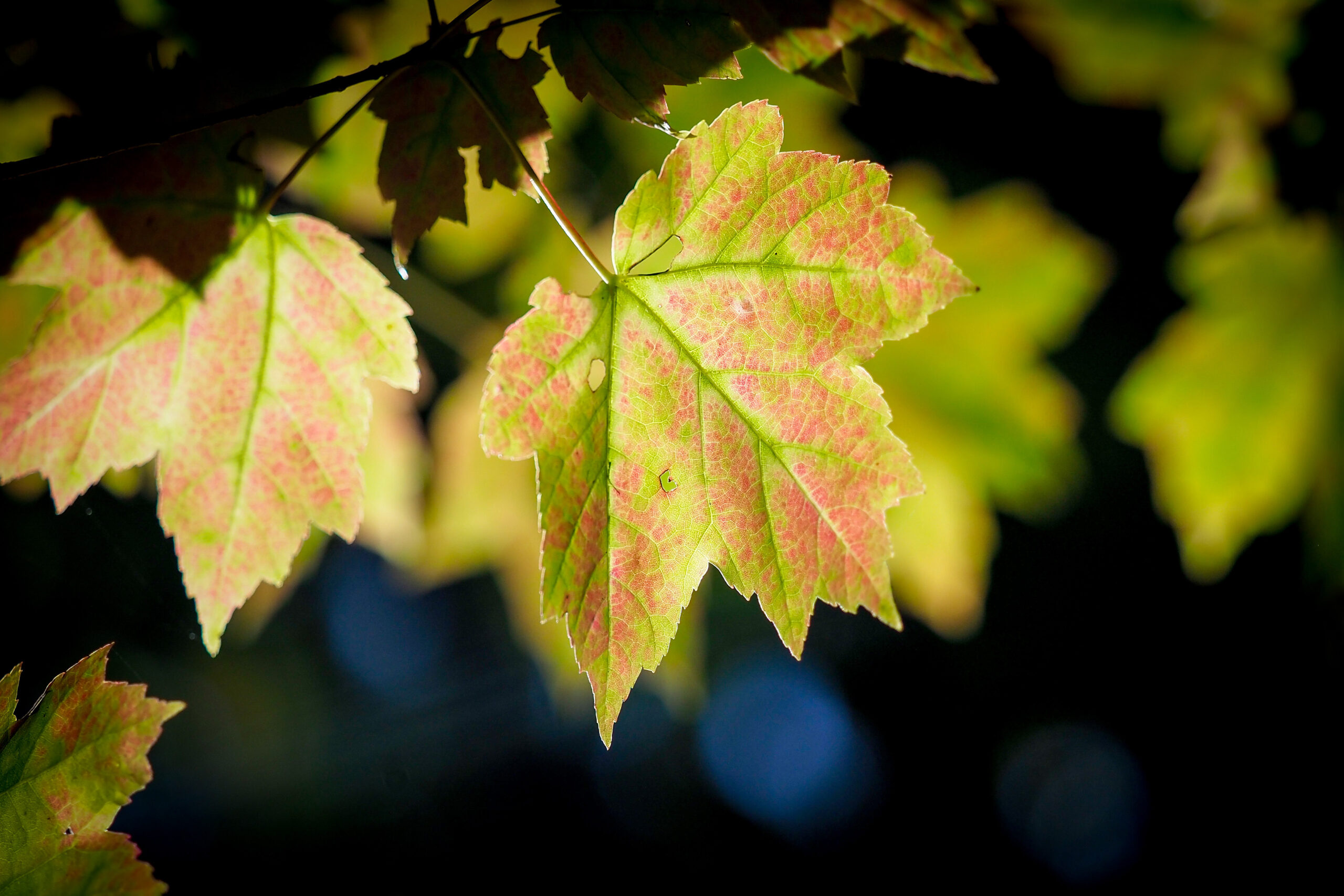 Photo by Becky Kirkland. Changing leaves.